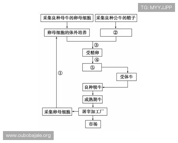 欧博会员登录流程详解及常见问题解决方案全方位解析 欧博会员登录流程详解及常见问题解决方案全方位解析